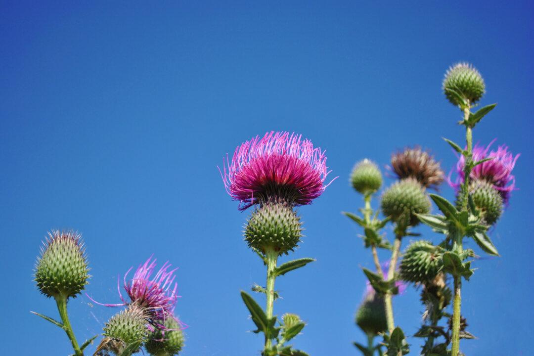 Thistles and Fire Blight