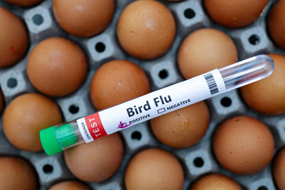 Colorado Reports New Human Cases of Bird Flu, Raising State’s Total to 10