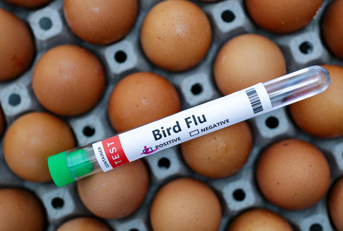 Colorado Reports New Human Cases of Bird Flu, Raising State’s Total to 10