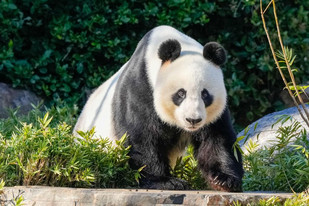 Wang Wang the Panda at Adelaide Zoo in Adelaide, Australia, on June 16, 2024. (Asanka Ratnayake/Getty Images)