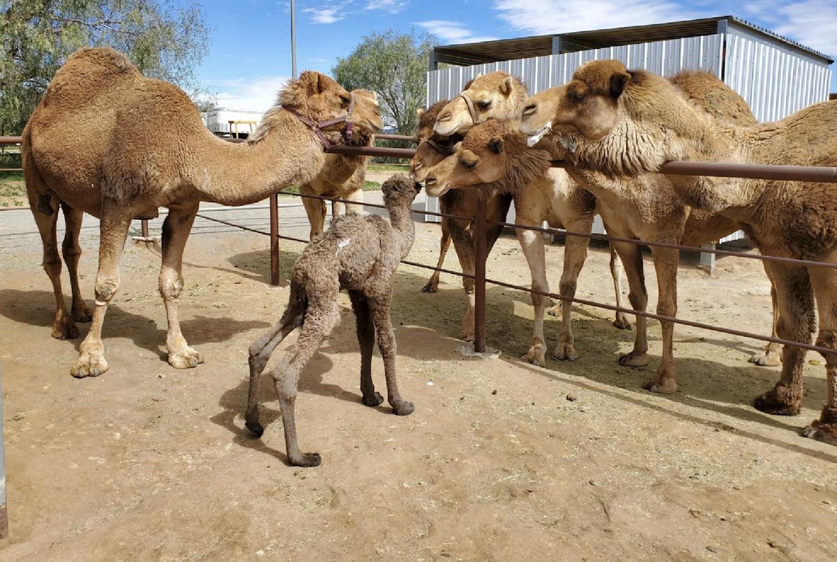 Camp With Camels in San Diego’s Backcountry