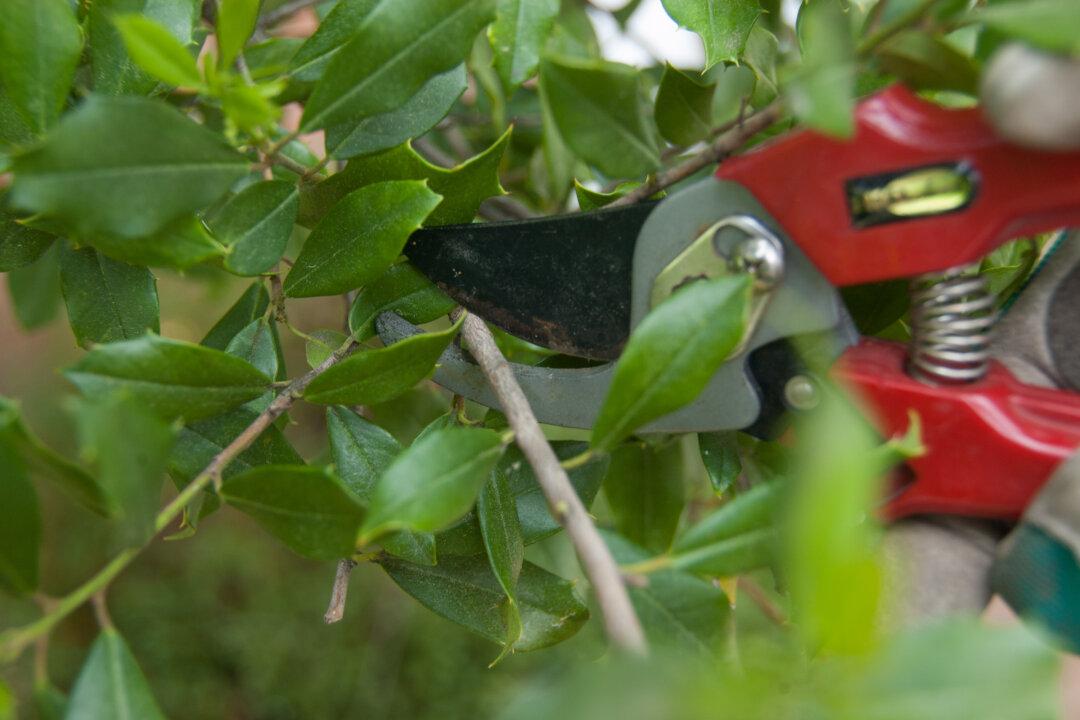 Prune Trees and Shrubs