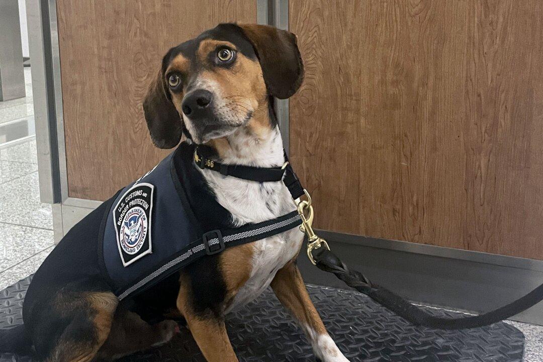 Rookie Beagle ‘Flash’ Helps CBP Seize Banned Goods on 1st Day of Duty