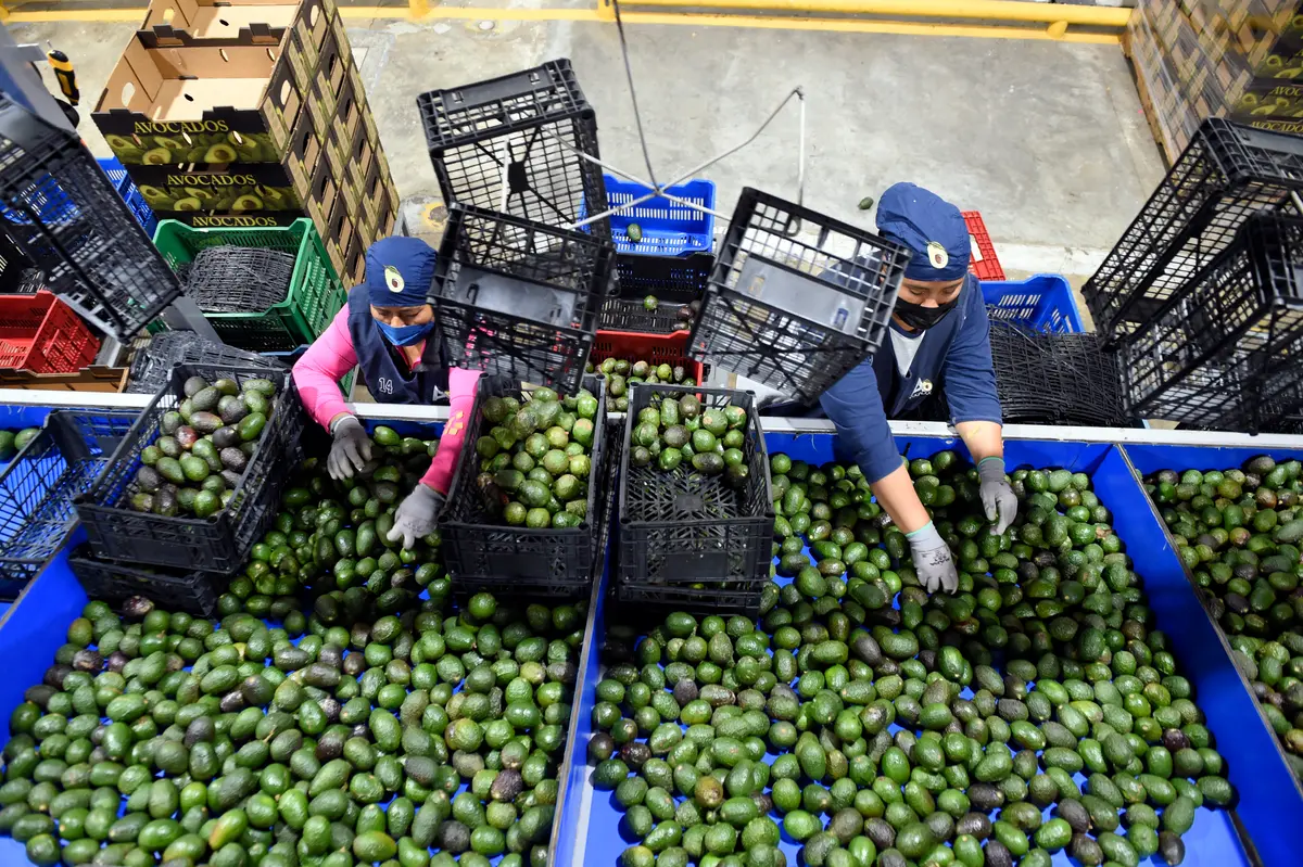 US Ceases Avocado Inspections in Mexican State of Michoacán Over Threat to American Interests