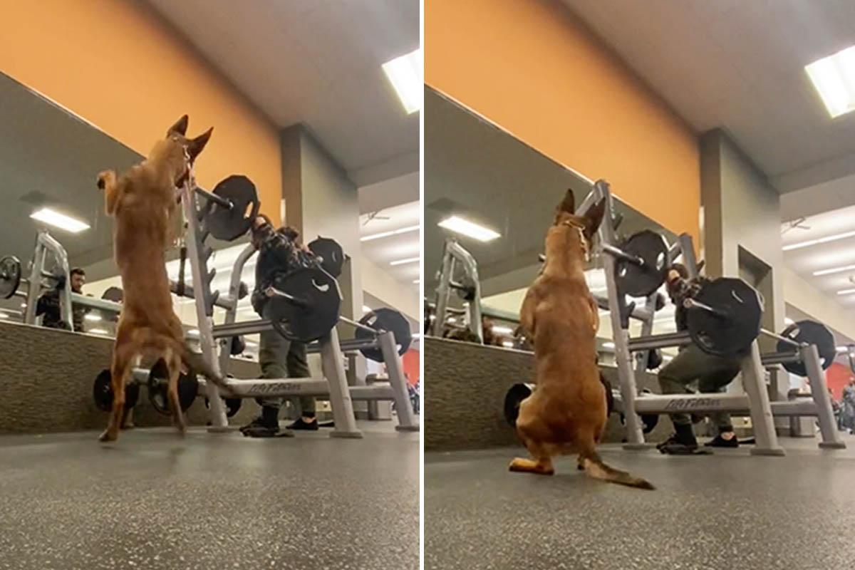 Dooma the service dog does squats right beside her owner, Evan Strahl. (Courtesy of <a href="https://www.tiktok.com/@doomasquats">@doomasquats</a>)
