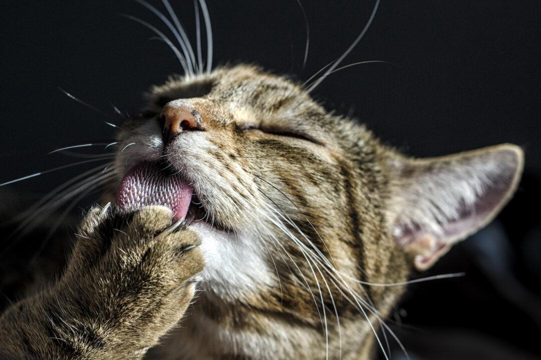 Declawed Cats Suffer Chronic Pain