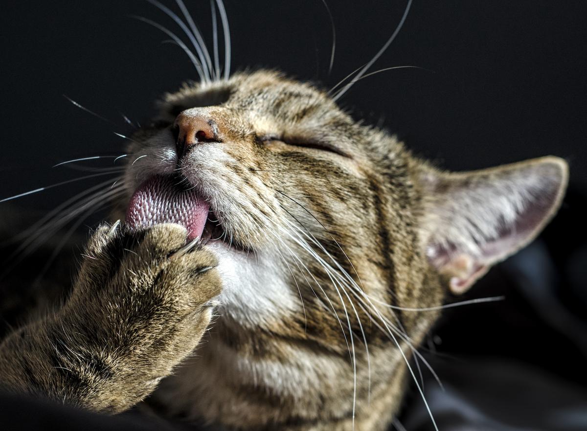 Declawed Cats Suffer Chronic Pain