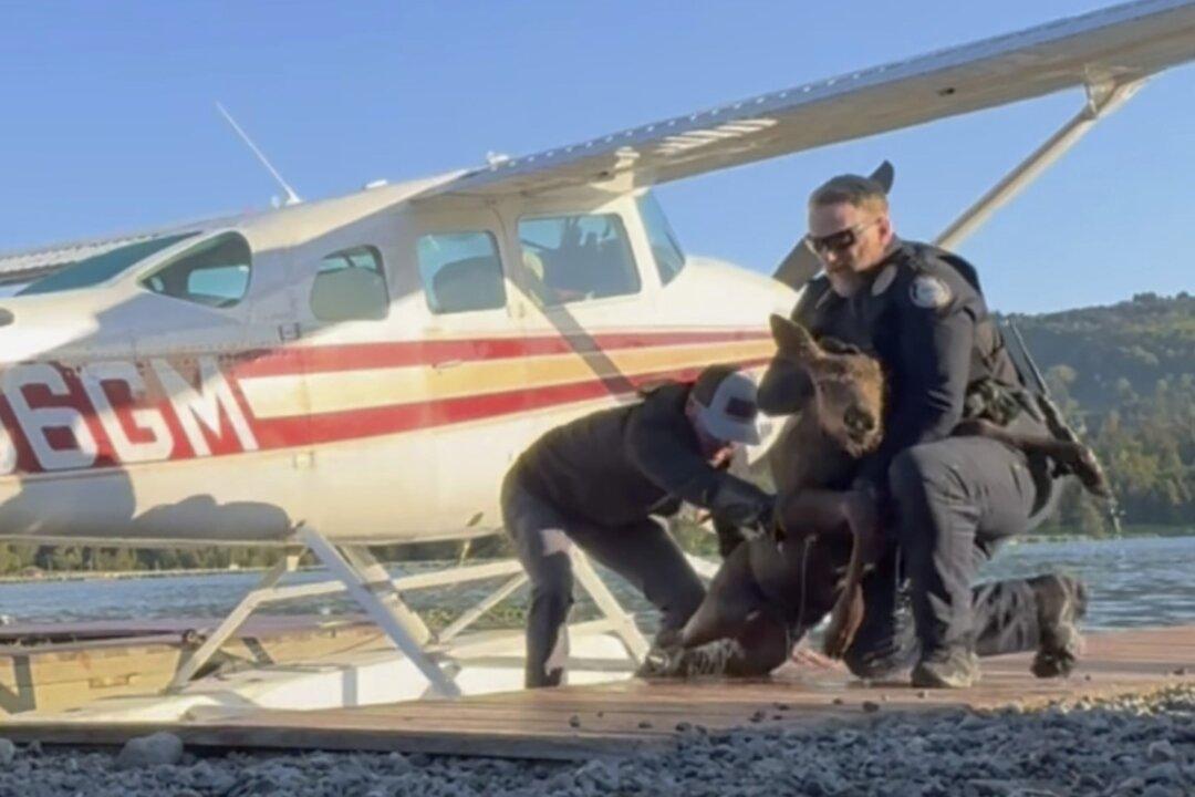Baby Moose Trapped in Lake Is Saved by Alaska Man and Police as Its Worried Mom Watches
