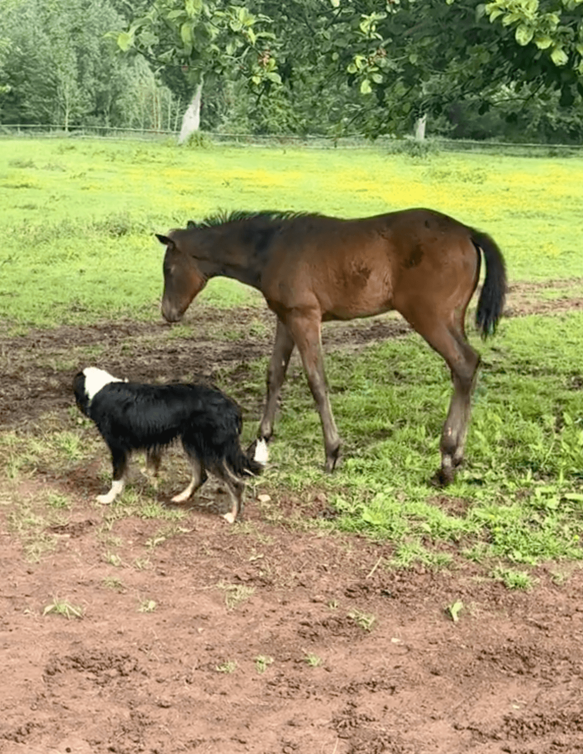 Steve and Treacle love to hang out and play together. (Courtesy of <a href="https://www.tiktok.com/@sausagesoxandsteve">@sausagesoxandsteve</a>)
