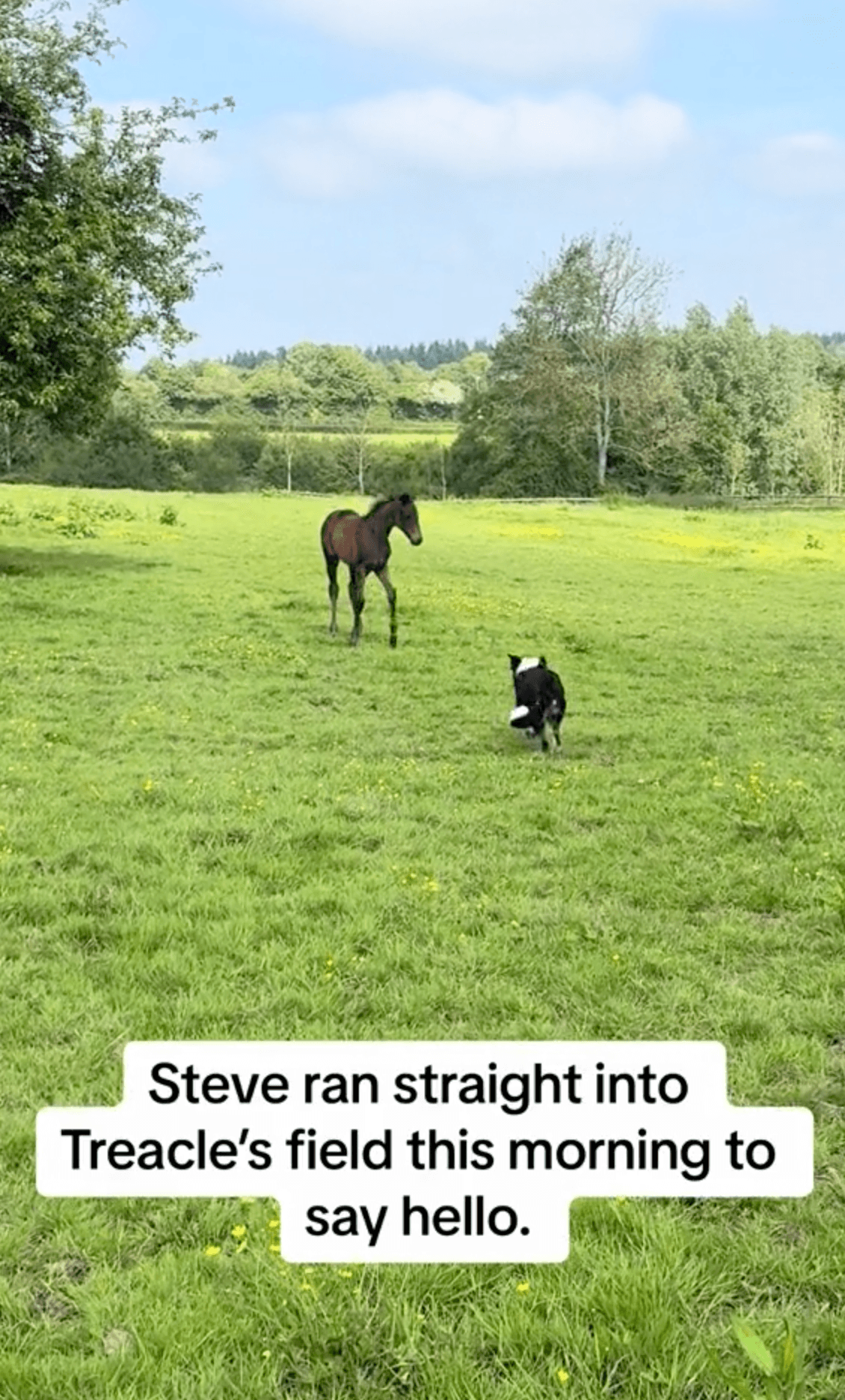 Steve always sneaks up into the field to meet his best friend. (Courtesy of <a href="https://www.tiktok.com/@sausagesoxandsteve">@sausagesoxandsteve</a>)