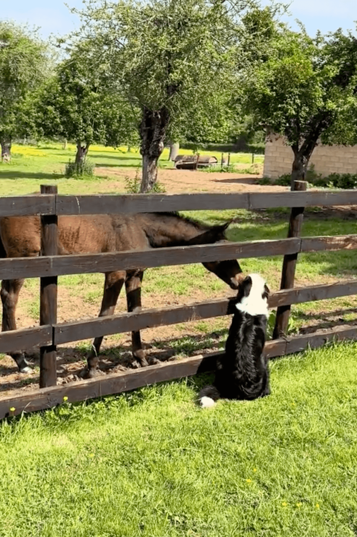 Treacle always runs over the fence to see Steve. (Courtesy of <a href="https://www.tiktok.com/@sausagesoxandsteve">@sausagesoxandsteve</a>)