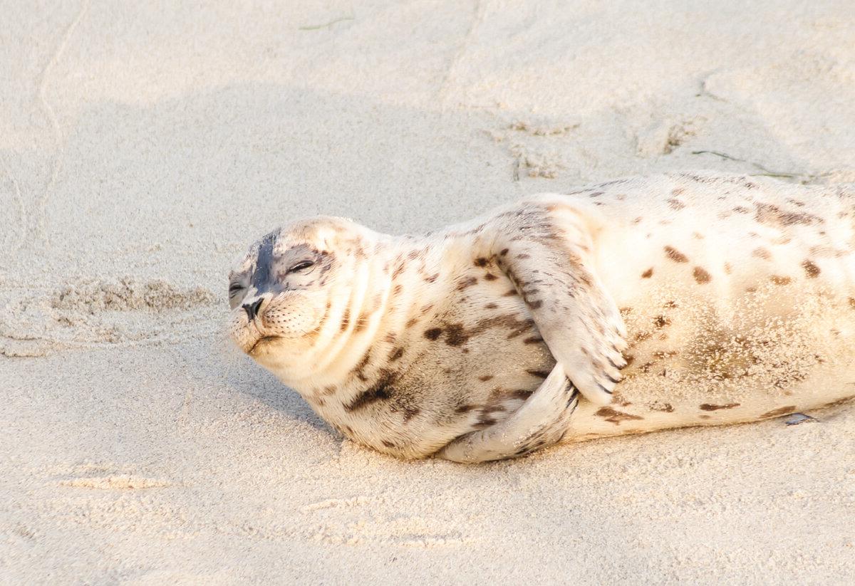 A harbor seal lounging at Children's Pool in La Jolla, Calif. (Mary Swift/Shutterstock)