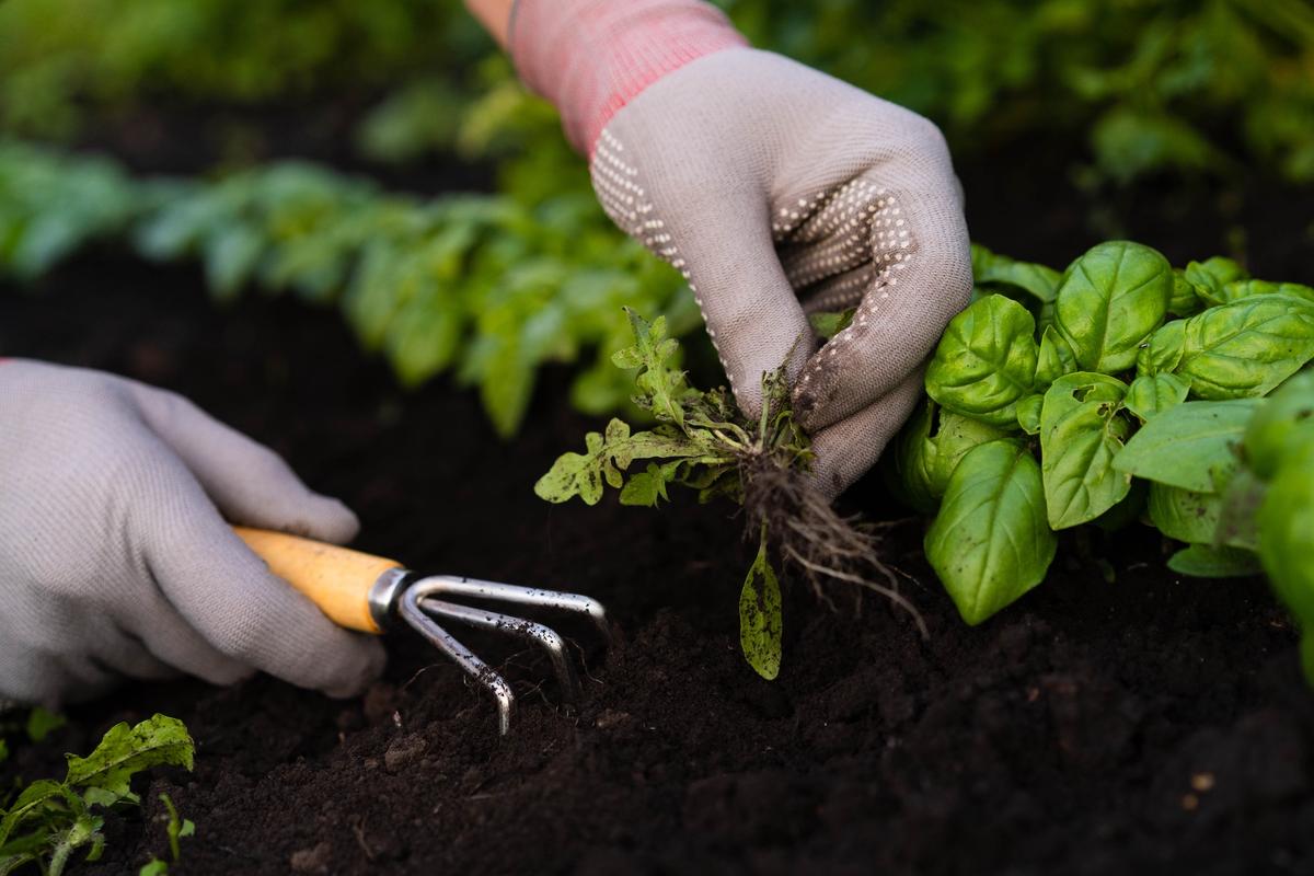 The Organic Gardener’s Guide to Weeding