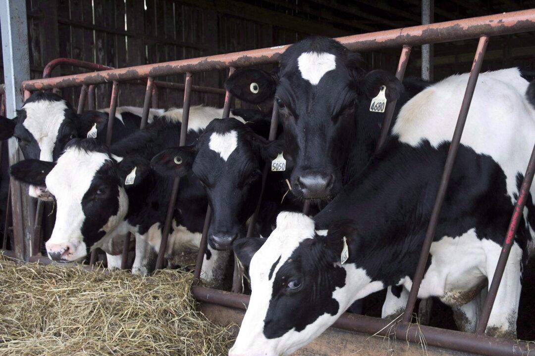 As Avian Flu Detected in US Dairy Farms, Canadian Agency Releases Domestic Test Results