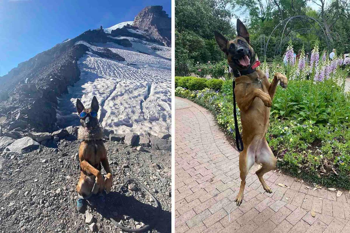 Dooma, a 3-and-a-half-year-old Belgian Malinois, was trained to squat to strengthen her hind legs. (Courtesy of <a href="https://www.tiktok.com/@doomasquats">@doomasquats</a>)