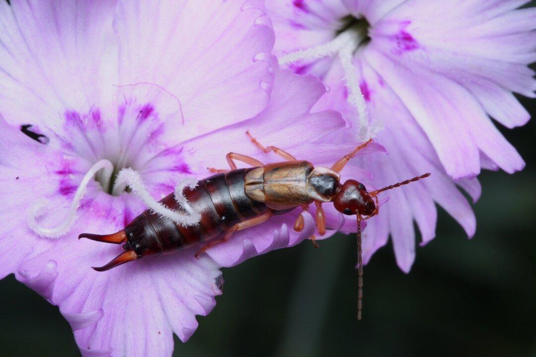 Earwigs and Spider Mites