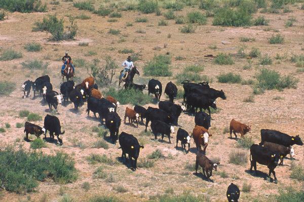 A cattle drive in New Mexico. (Public Domain)