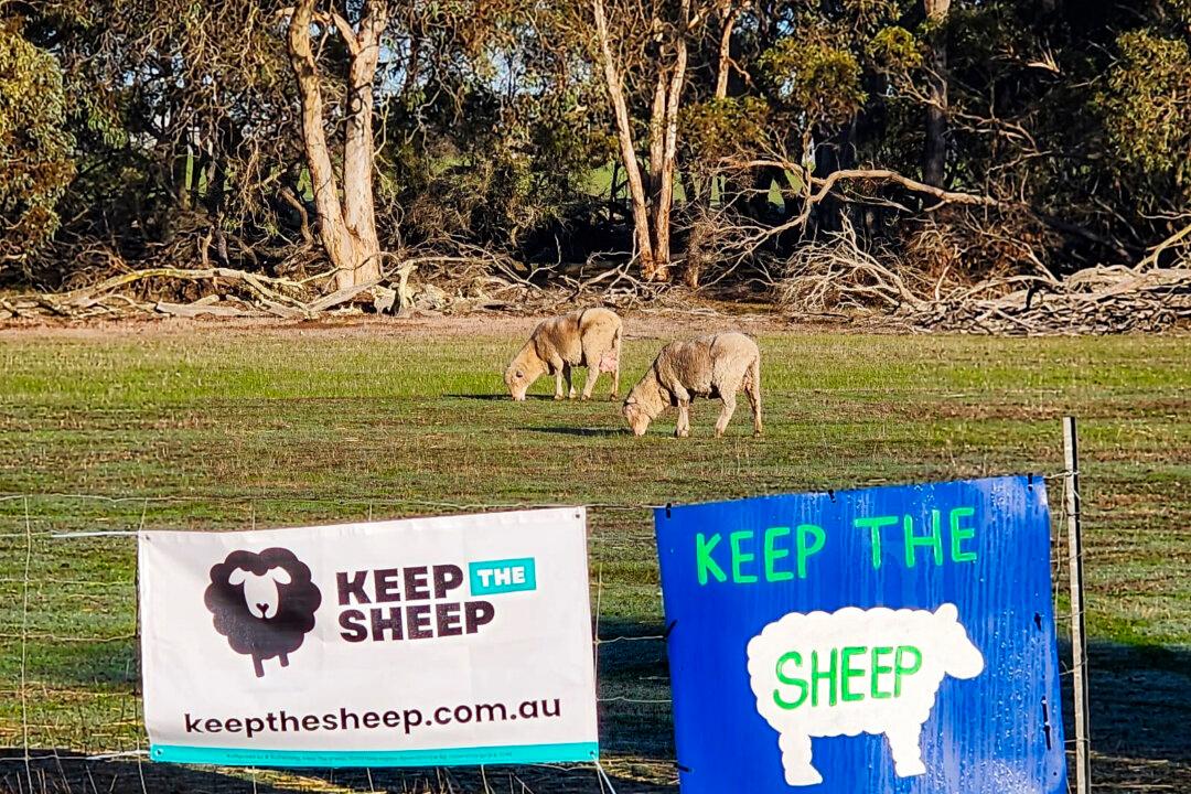70,000 Sign Petition Against Banning Live Sheep Export Trade