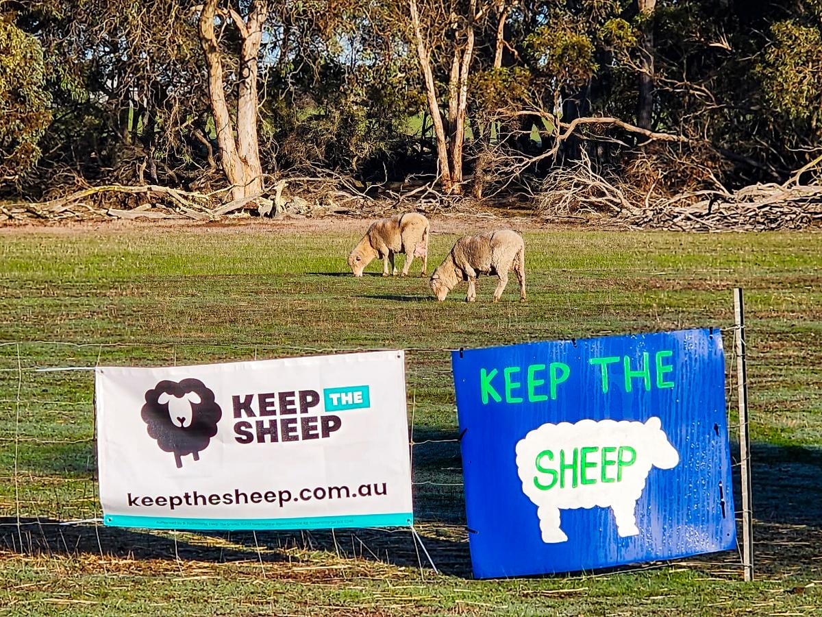 70,000 Sign Petition Against Banning Live Sheep Export Trade