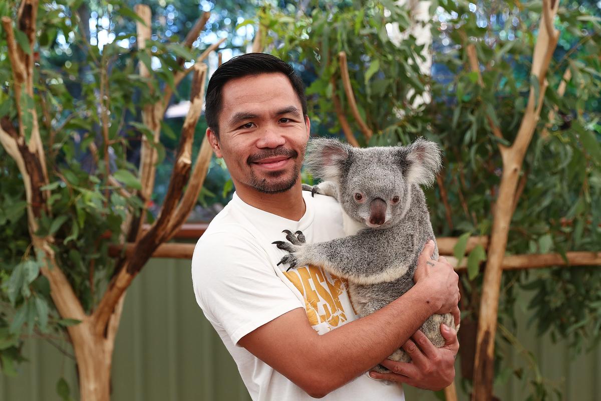 Boxer Manny Pacquiao holds Tinkerbell the koala during a visit to Lone Pine Koala Sanctuary in Brisbane, Australia on April 25, 2017. (Chris Hyde/Getty Images)