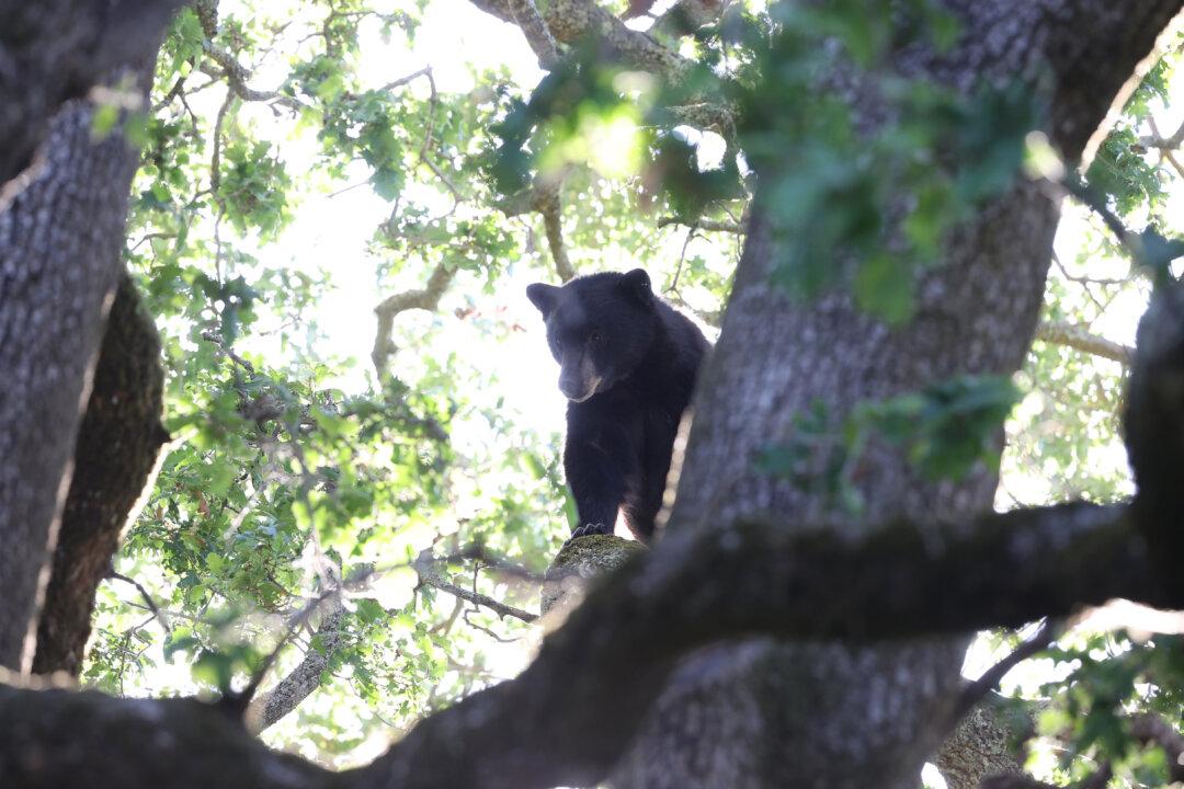 Bear in Chatsworth Caught After Hiding in Tree