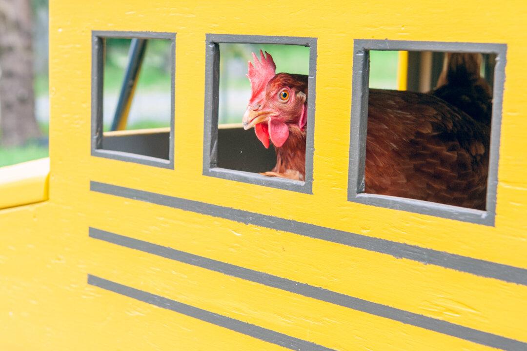 Intelligent BC Chicken Lacey Pecks Her Way to Guinness World Record