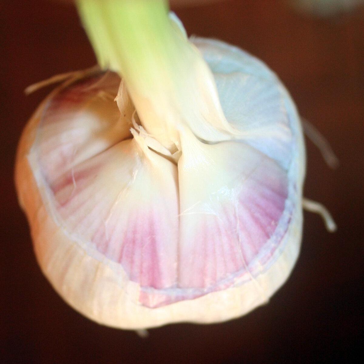 The author's homegrown garlic. (Ari LeVaux)