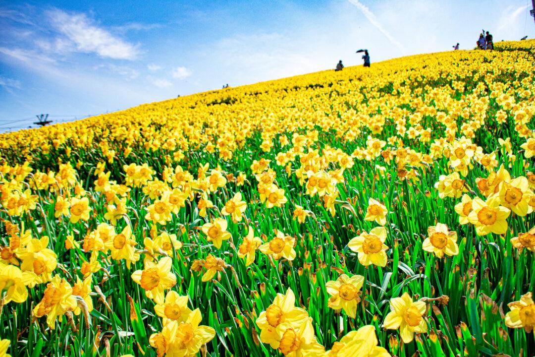 Life Lessons From a Daffodil Garden