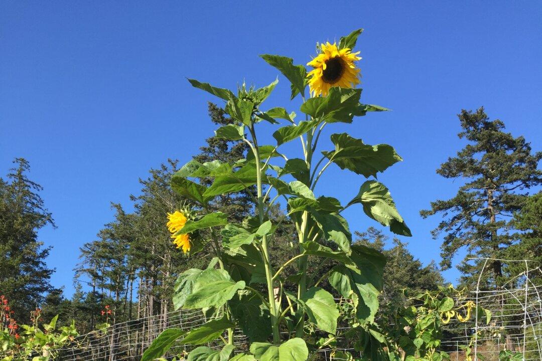 For a Bonus Harvest, Embrace Your Garden’s Volunteer Army