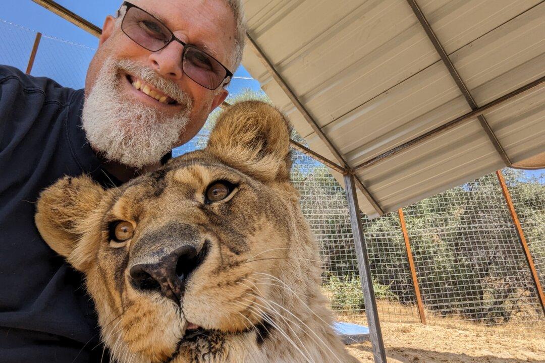 Big Cat Park in California Elevates Message of Conservation Through Education