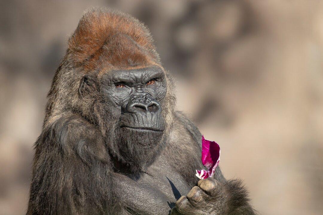 San Diego Zoo Safari Park Gorilla Dies at Age 52