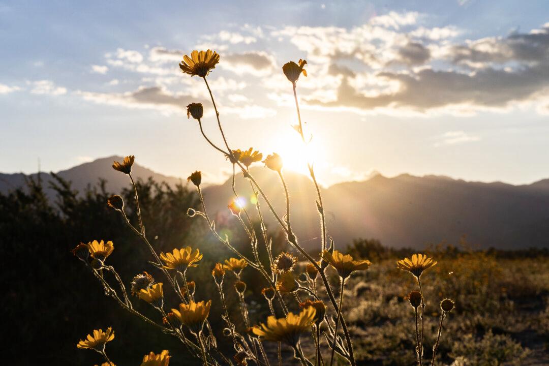 NOAA: July Sees Record Global Heat; Increased Drought Expected for Western US