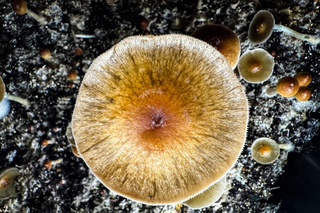 Some Mushroom-Infused Gummies Contain Illegal Substances: CDC