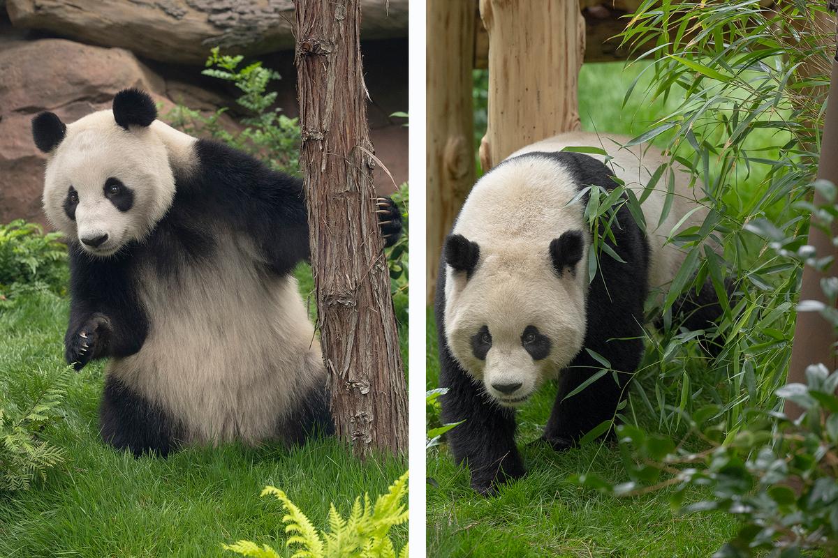 Giant Pandas at San Diego Zoo to Make Public Debut Aug. 8