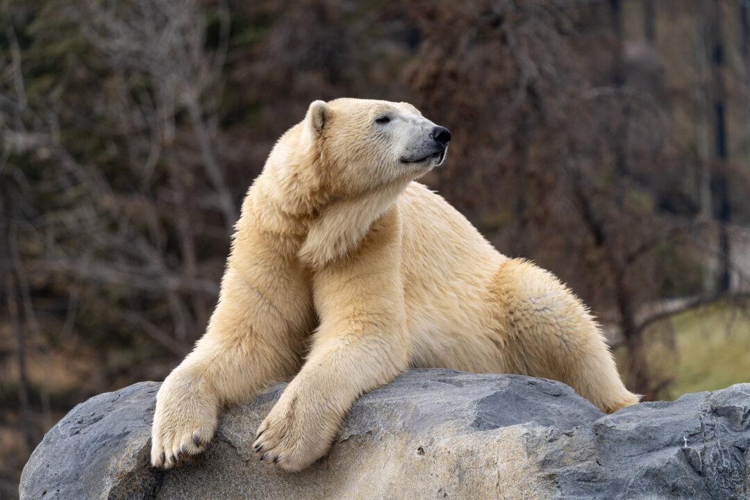 Calgary Zoo Polar Bear’s Drowning Death Due to Injury From Roughhousing With Another Bear