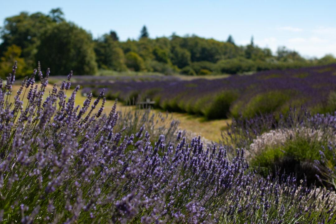 In Photos: The Lavender Capital of America