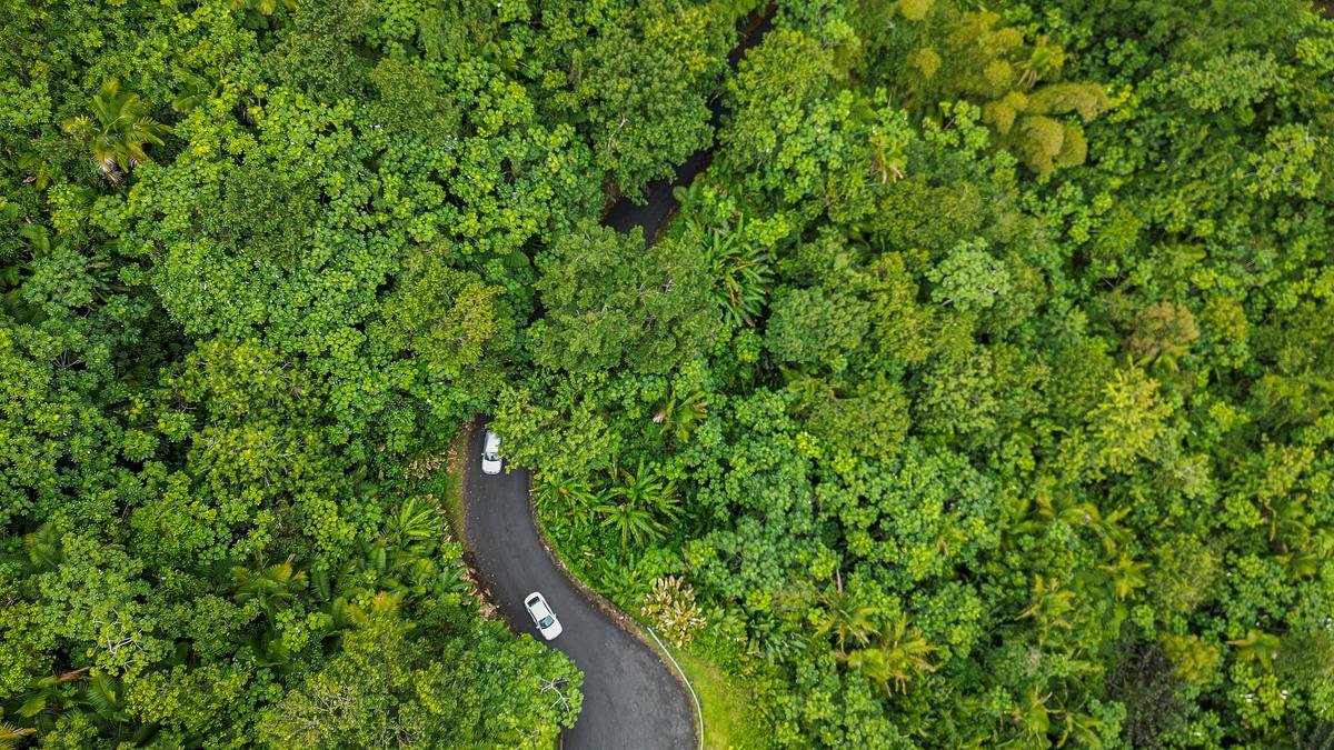 El Yunque National Forest encompasses nearly 29,000 acres, making it one of the smallest National Forests but also one of the most biologically diverse. (Courtesy of US Forest Service)