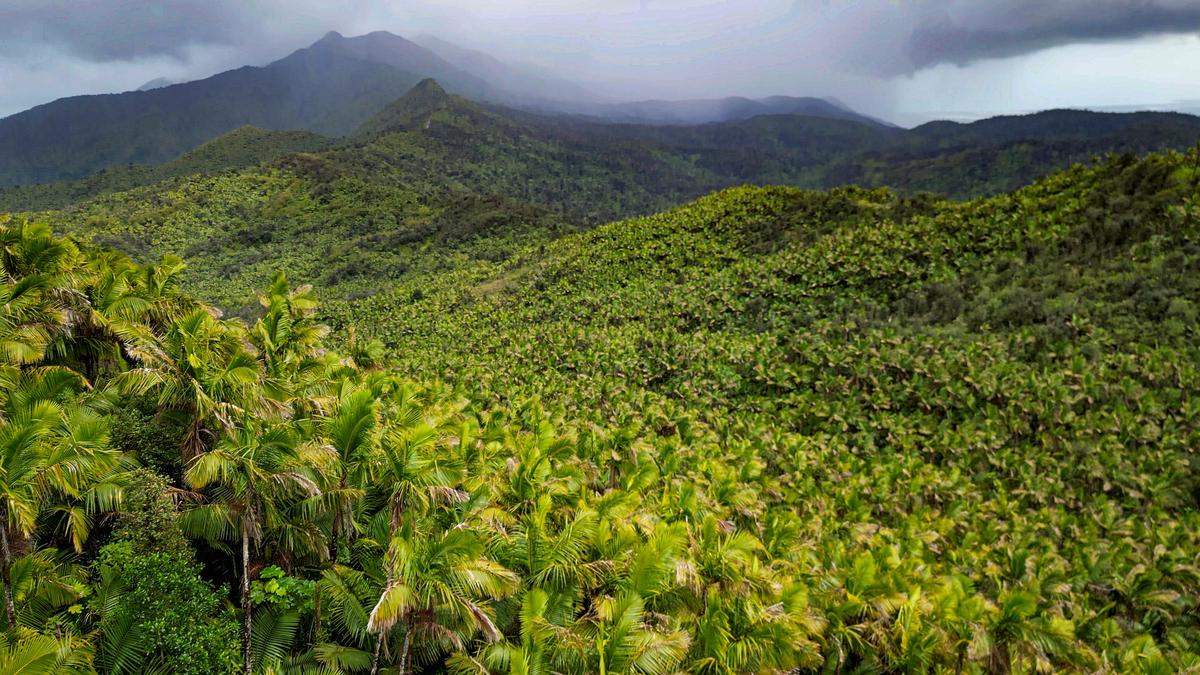 El Yunque receives an average of 120 to 240 inches of rain annually at higher elevations, creating a lush and vibrant ecosystem. (Courtesy of US Forest Service)