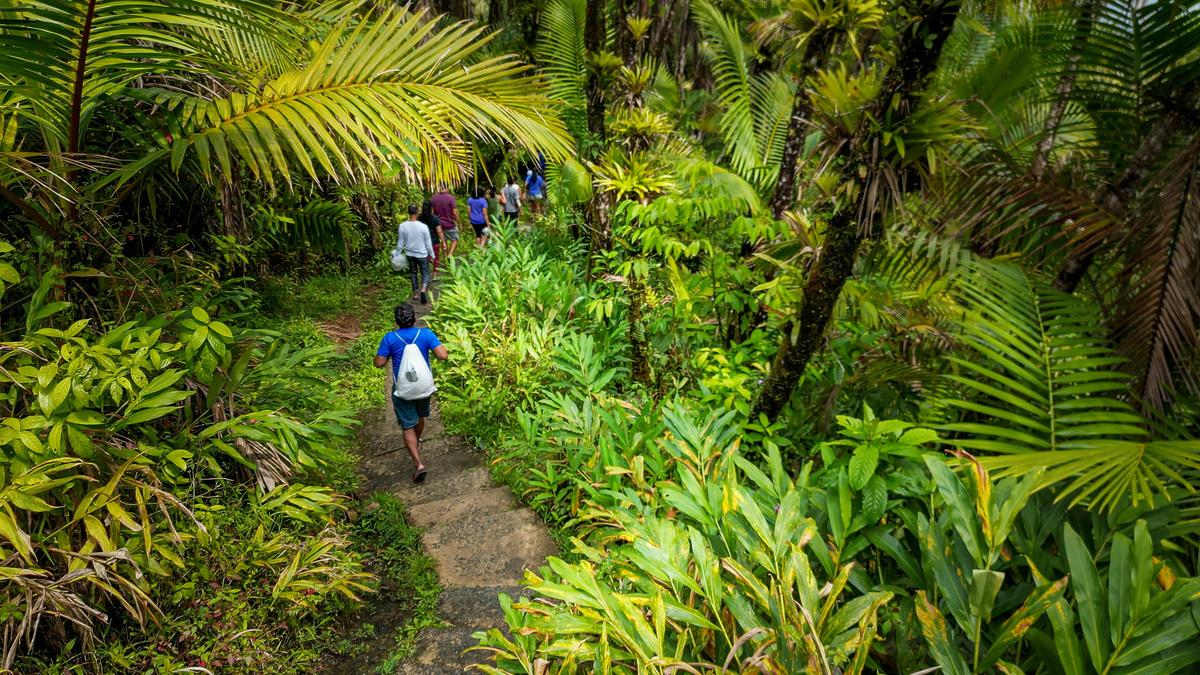 El Yunque is a popular destination for hiking, with trails ranging from easy to challenging, leading to waterfalls, scenic overlooks, and ancient petroglyphs. (Courtesy of US Forest Service)