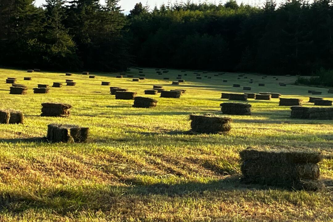 I Moved From the City to a 27-acre Farm on a Remote Island—and Learned to Be Careful What You Wish For