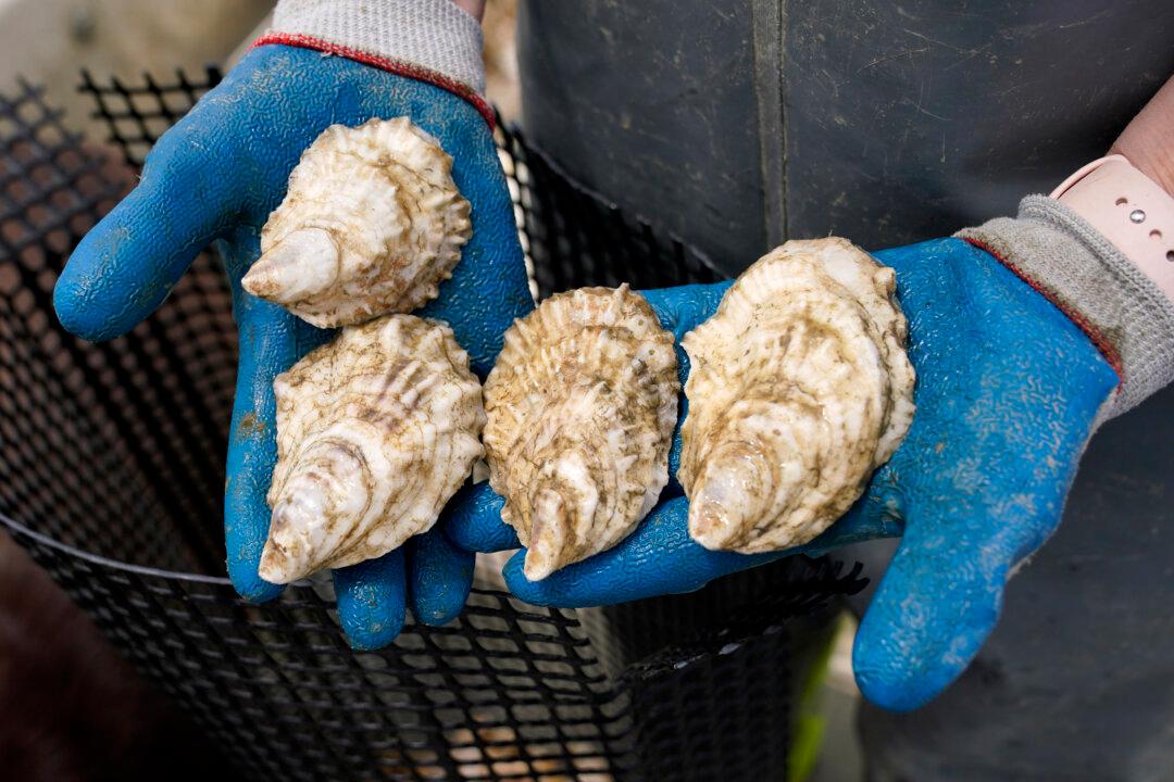 Warning Issued in BC After 64 Become Ill After Eating Uncooked Oysters