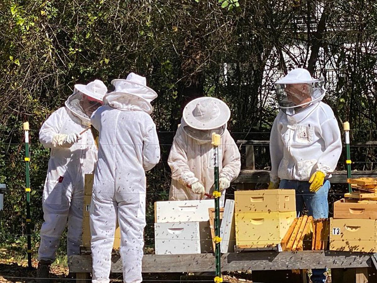 Volunteer beekeepers at work. (Photo courtesy of Veterans Healing Farm)