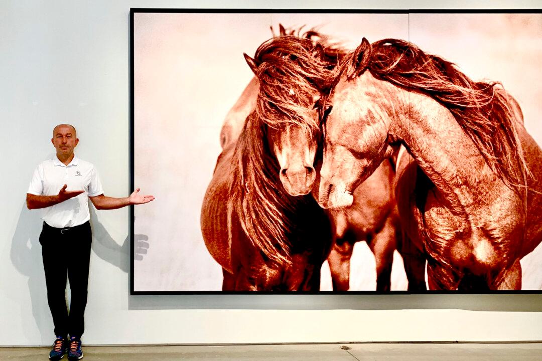 How Sable Island’s Wild Horses Changed a Photographer’s Life, Became a 30-Year Project