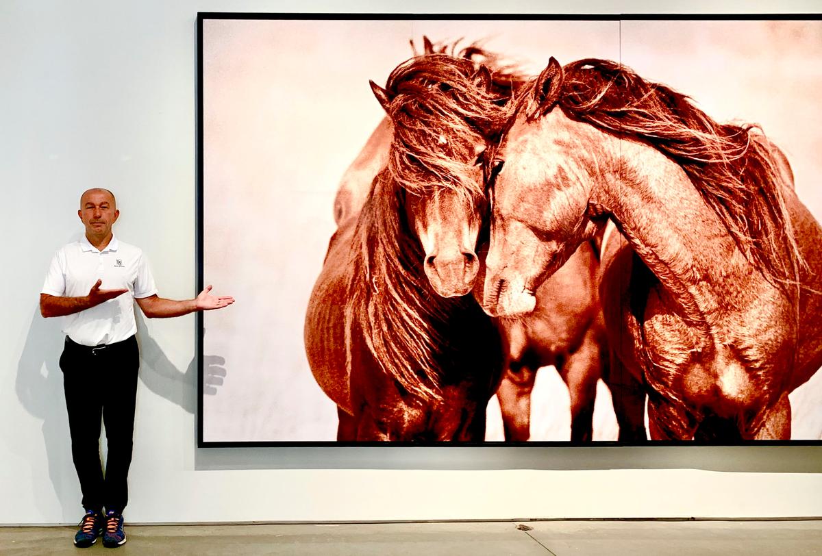 How Sable Island’s Wild Horses Changed a Photographer’s Life, Became a 30-Year Project