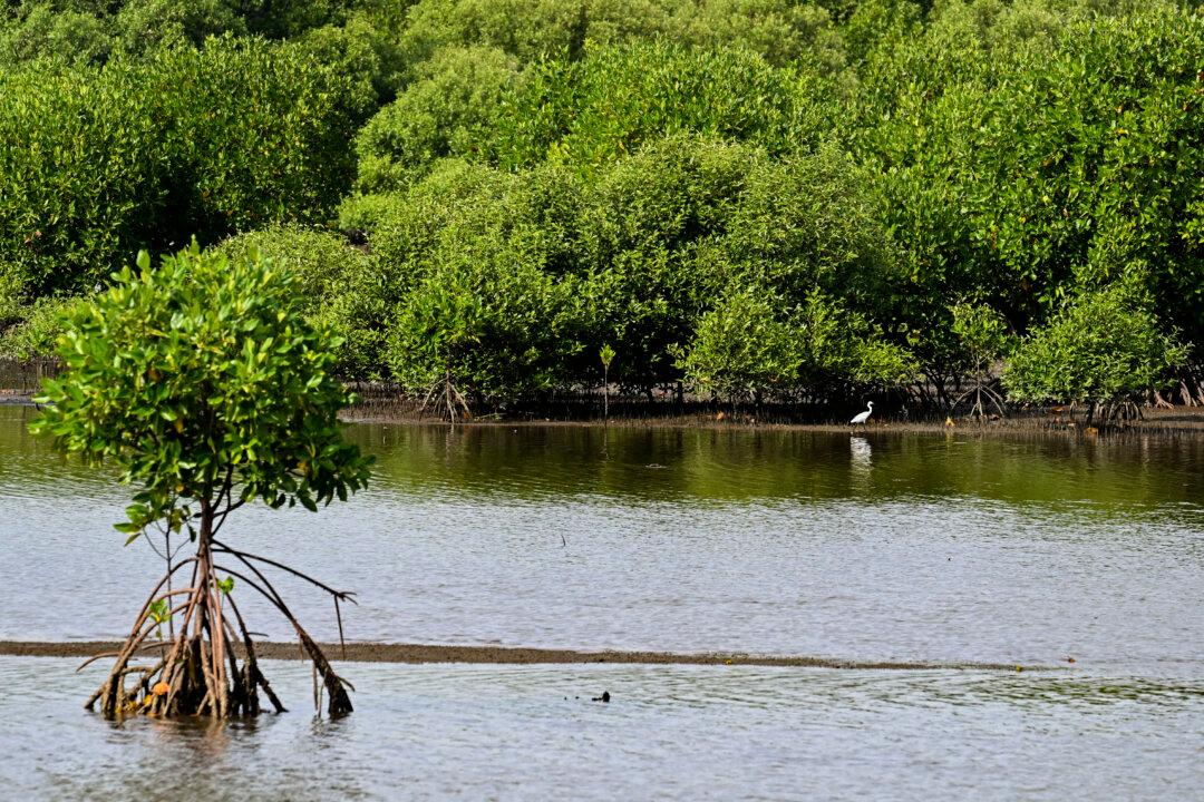 Plans Afoot for Australia’s First ‘Blue Carbon’ Farm