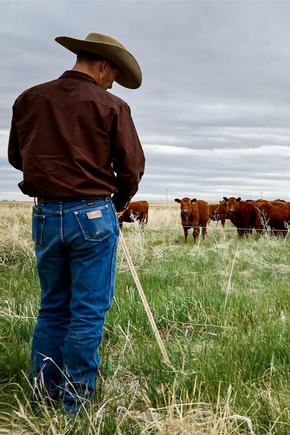America’s Looming Cattle Crisis