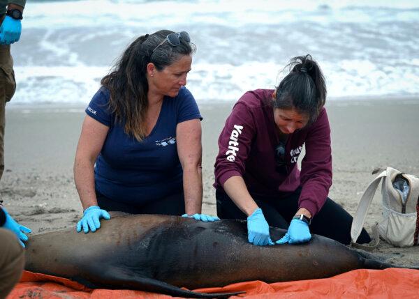 Channel Island Marine & Rescue Institute volunteers work alongside Vandenberg Space Force Base personnel to inspect a beached sea lion and perform rapid testing for domoic acid ingestion on Surf Beach at Vandenberg Space Force Base, Calif., on July 29, 2024. (Airman 1st Class Olga Houtsma/U.S. Space Force via AP)