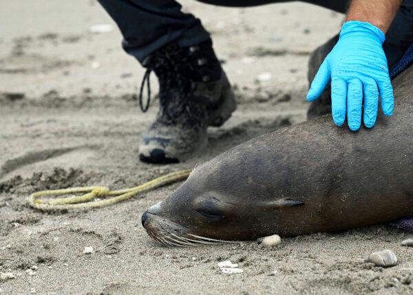 Vandenberg Space Force Base members work alongside Channel Island Marine & Wildlife Institute rescue personnel to rescue a beached sea lion exhibiting signs of domoic acid poisoning on Surf Beach at Vandenberg Space Force Base, Calif., on July 29, 2024. (Airman 1st Class Olga Houtsma/U.S. Space Force via AP)