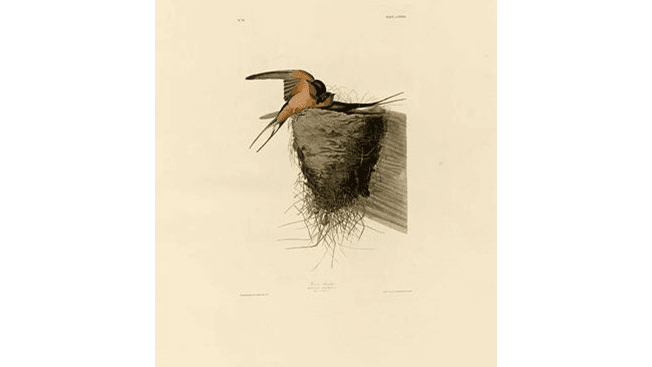 Nesting Barn Swallows, by James Audubon. (Public Domain)