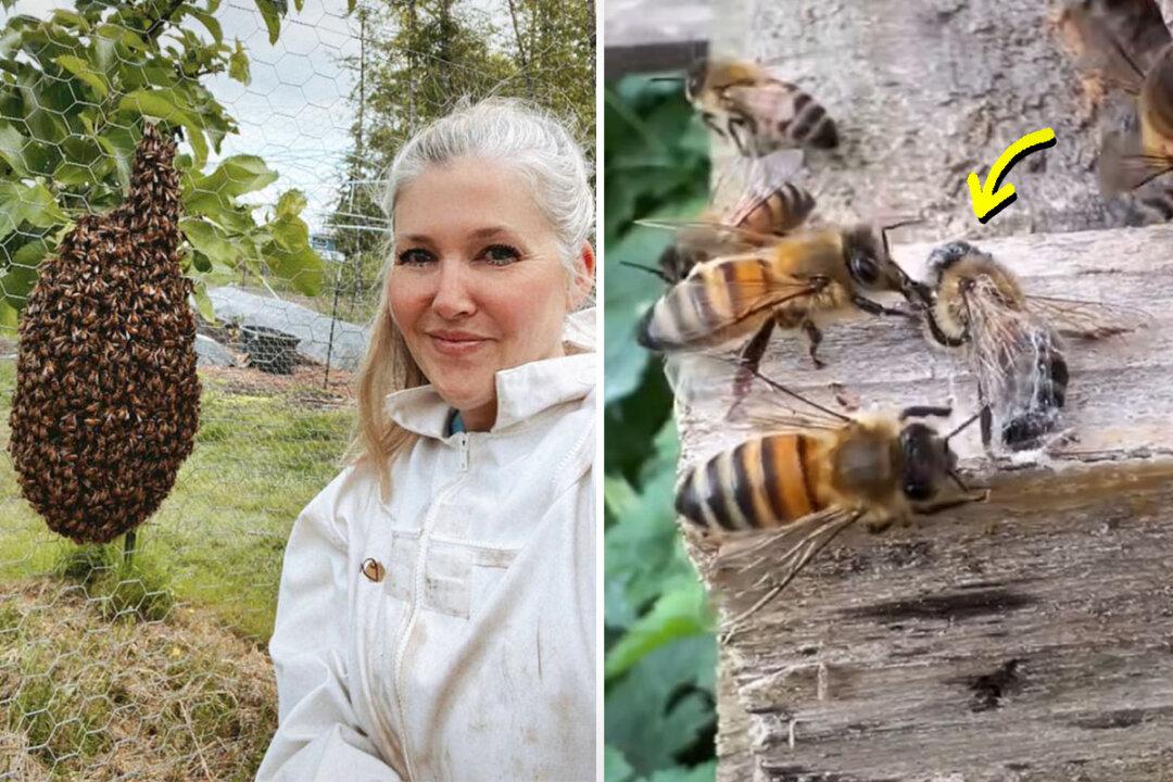 VIDEO: Woman Notices Bee Tangled in a Spider Web and Brings It to the Closest Hive—What Happens Next Goes Viral
